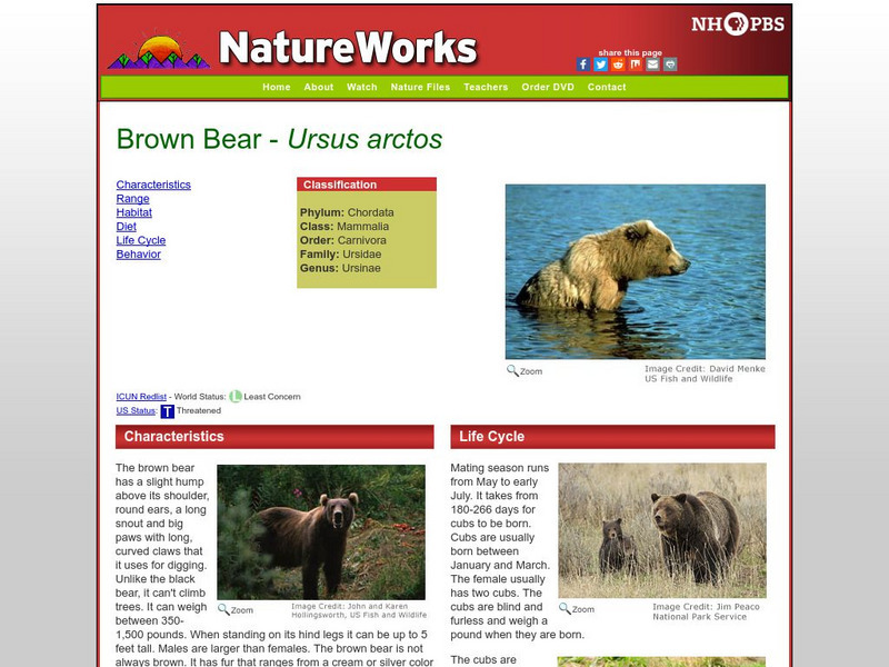 Nh Pbs: Nature Works: Grizzly Bear Handout Nh Pbs: Nature Works: Grizzly Bear Handout