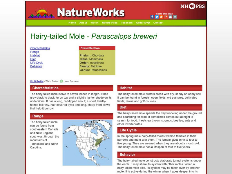 Nh Pbs: Nature Works: Hairy Tailed Mole Handout Nh Pbs: Nature Works: Hairy Tailed Mole Handout