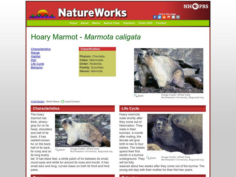 Nh Pbs: Nature Works: Hoary Marmot Handout Nh Pbs: Nature Works: Hoary Marmot Handout