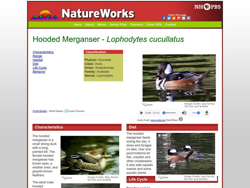 Nh Pbs: Nature Works: Hooded Merganser Handout Nh Pbs: Nature Works: Hooded Merganser Handout