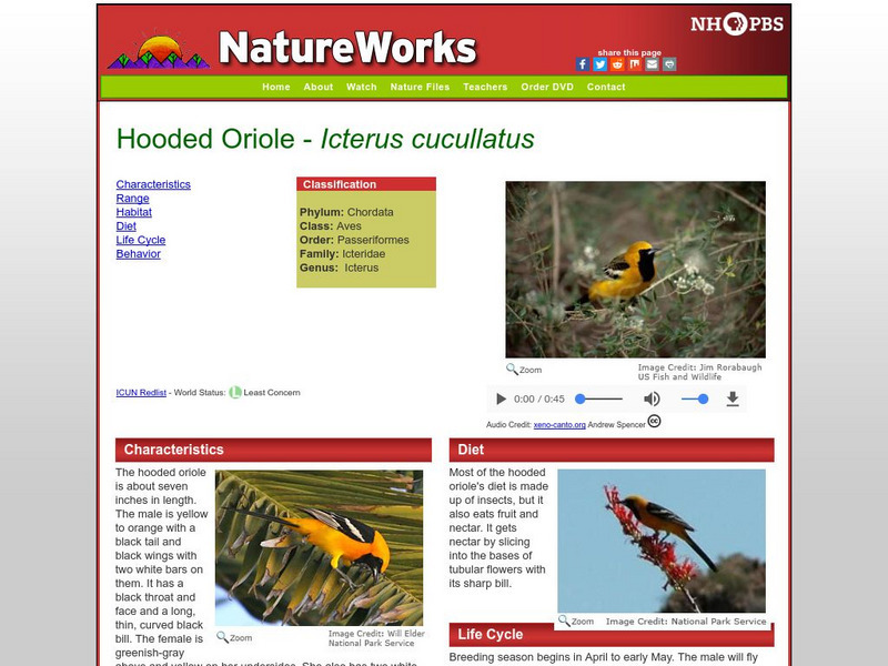 Nh Pbs: Nature Works: Hooded Oriole Handout Nh Pbs: Nature Works: Hooded Oriole Handout