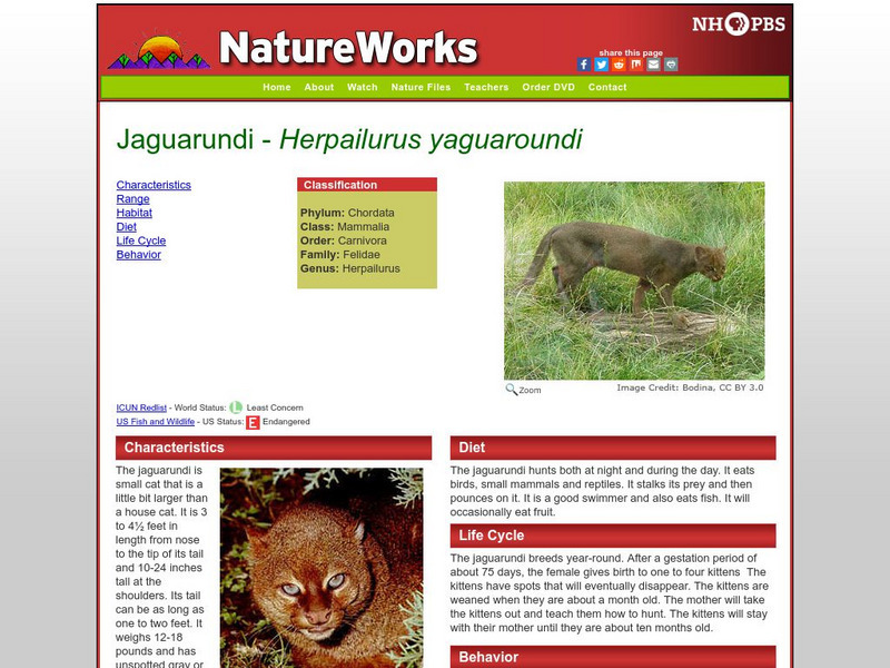 Nh Pbs: Nature Works: Jaguarundi Handout Nh Pbs: Nature Works: Jaguarundi Handout