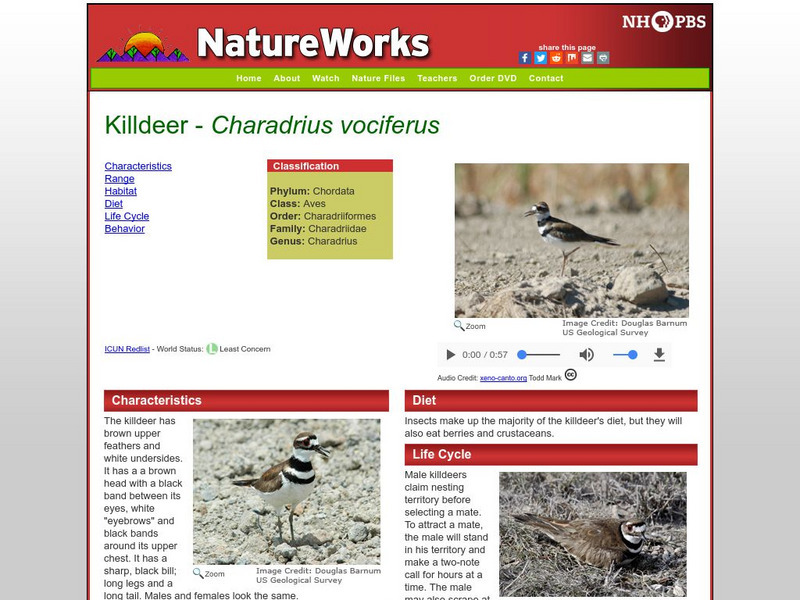 Nh Pbs: Nature Works: Killdeer Handout