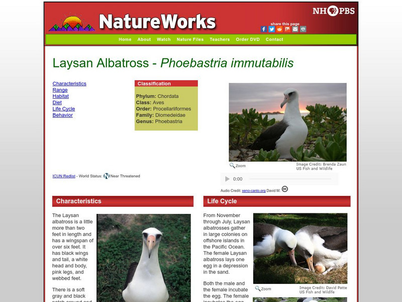 Nh Pbs: Nature Works: Laysan Albatross Handout Nh Pbs: Nature Works: Laysan Albatross Handout