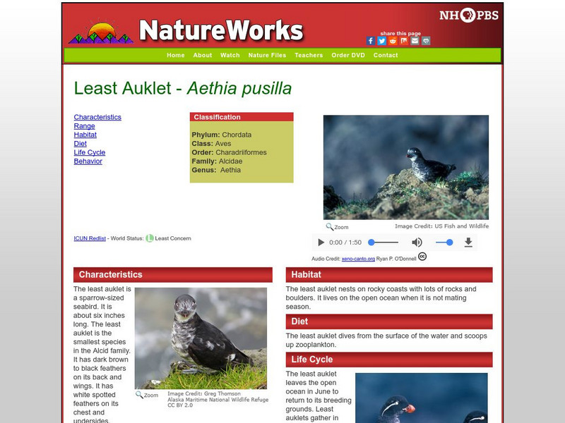 Nh Pbs: Nature Works: Least Auklet Handout Nh Pbs: Nature Works: Least Auklet Handout