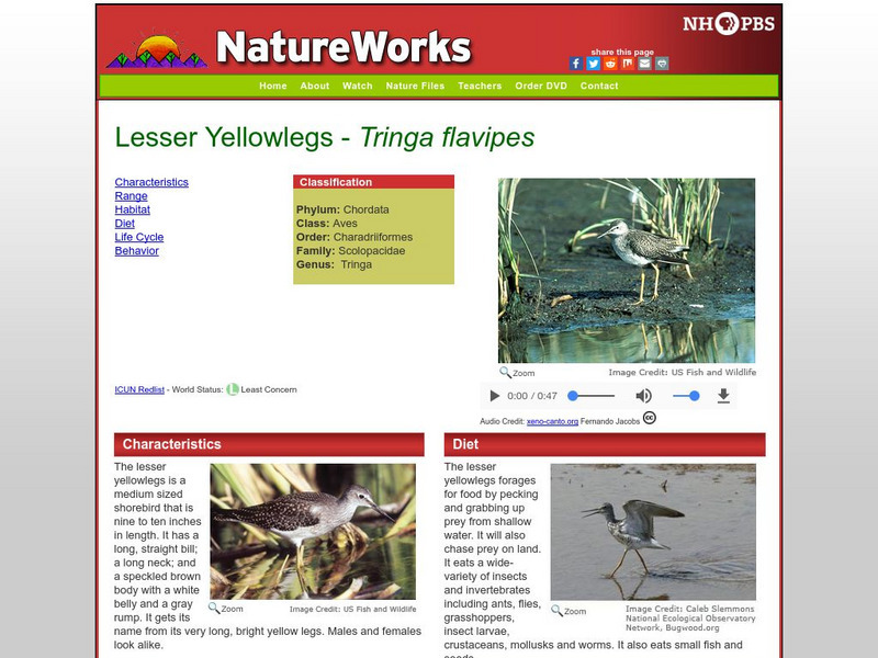Nh Pbs: Nature Works: Lesser Yellowlegs Handout Nh Pbs: Nature Works: Lesser Yellowlegs Handout