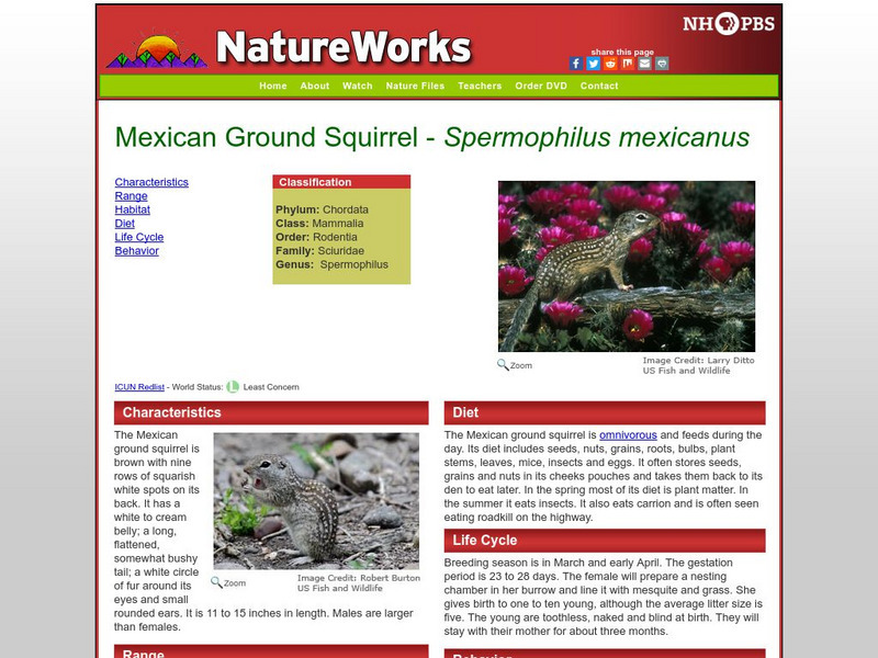 Nh Pbs: Nature Works: Mexican Ground Squirrel Handout Nh Pbs: Nature Works: Mexican Ground Squirrel Handout