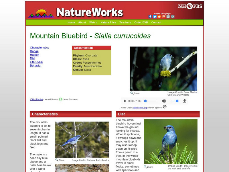 Nh Pbs: Nature Works: Mountain Bluebird Handout Nh Pbs: Nature Works: Mountain Bluebird Handout