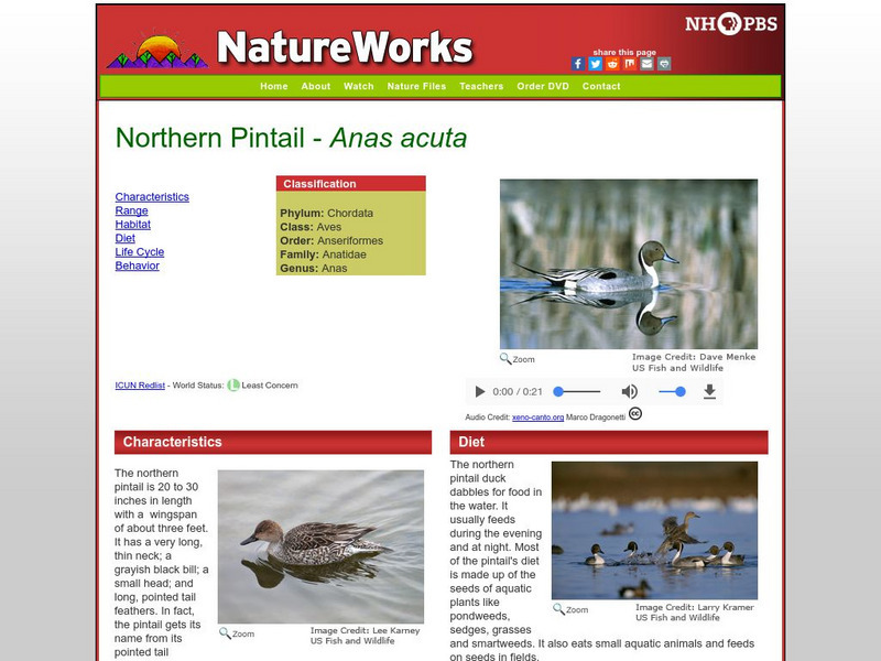 Nh Pbs: Nature Works: Northern Pintail Handout Nh Pbs: Nature Works: Northern Pintail Handout