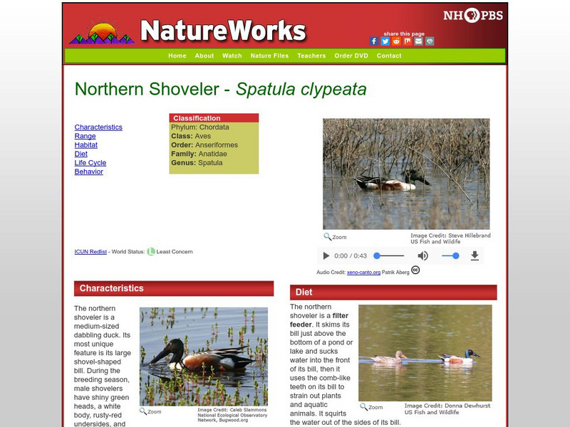 Nh Pbs: Nature Works: Northern Shoveler Handout Nh Pbs: Nature Works: Northern Shoveler Handout