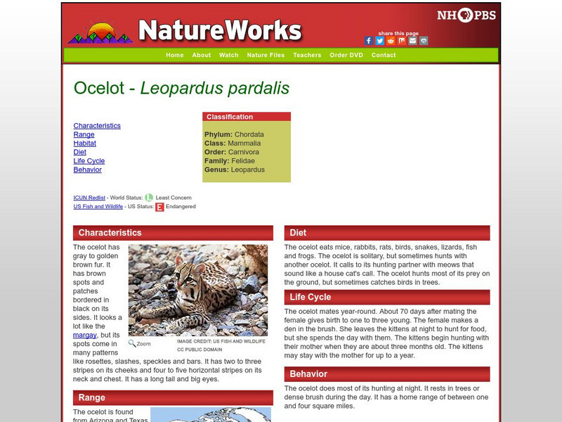 Nh Pbs: Nature Works: Ocelot Handout Nh Pbs: Nature Works: Ocelot Handout