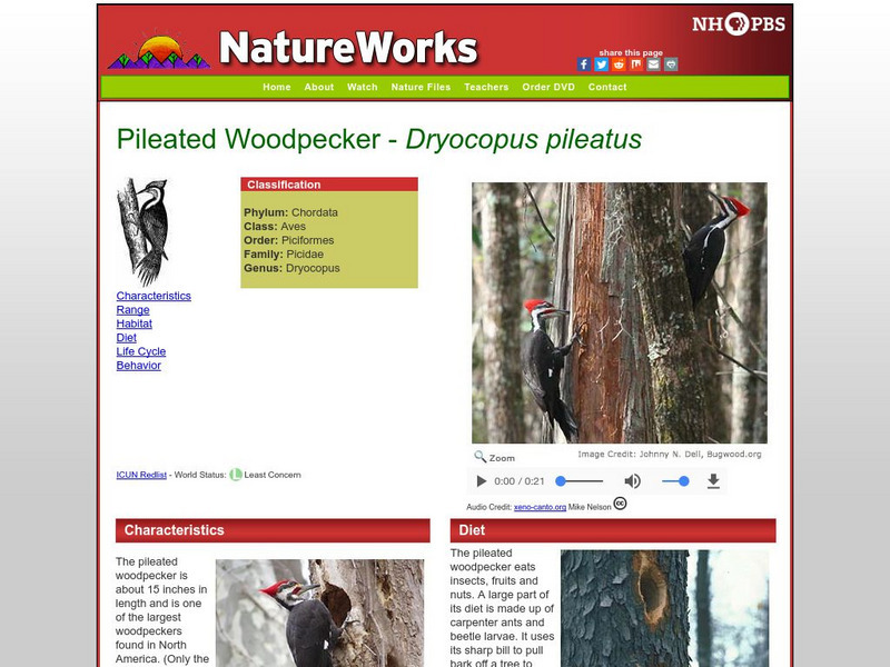 Nh Pbs: Nature Works: Pileated Woodpecker Handout