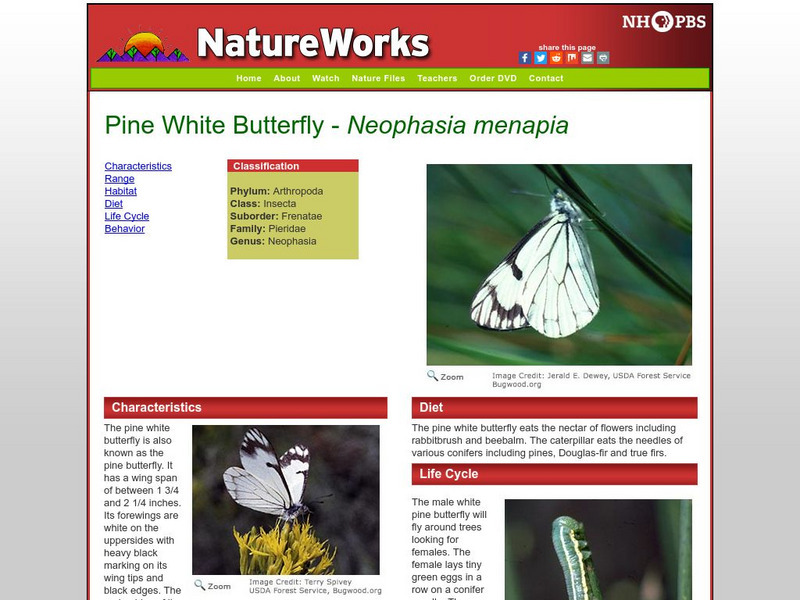 Nh Pbs: Nature Works: Pine White Butterfly Handout Nh Pbs: Nature Works: Pine White Butterfly Handout