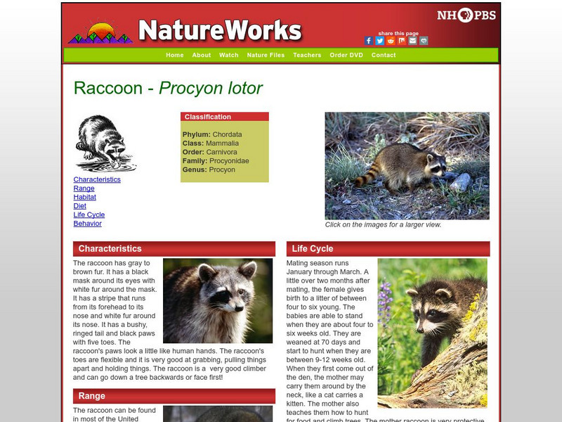 Nh Pbs: Nature Works: Raccoon Handout Nh Pbs: Nature Works: Raccoon Handout