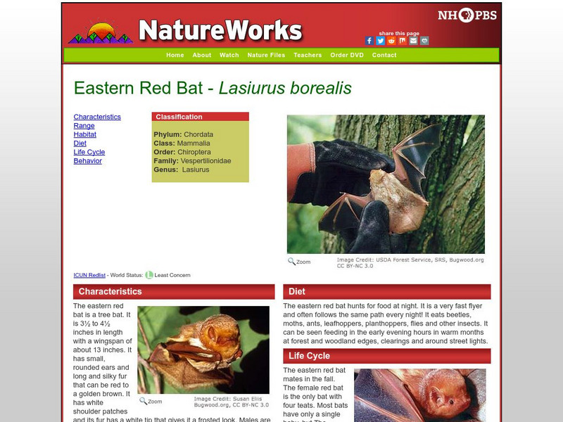 Nh Pbs: Nature Works: Red Bat Handout Nh Pbs: Nature Works: Red Bat Handout