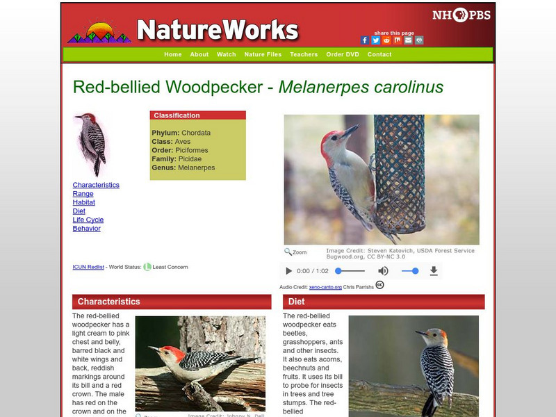 Nh Pbs: Nature Works: Red Bellied Woodpecker Handout Nh Pbs: Nature Works: Red Bellied Woodpecker Handout