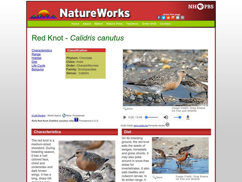 Nh Pbs: Nature Works: Red Knot Sandpiper Handout