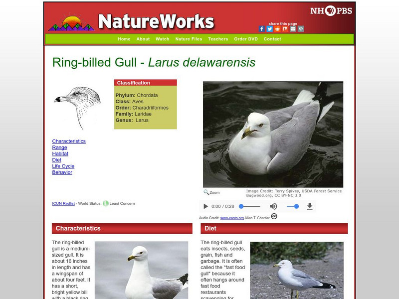 Nh Pbs: Nature Works: Ring Billed Gull Handout Nh Pbs: Nature Works: Ring Billed Gull Handout