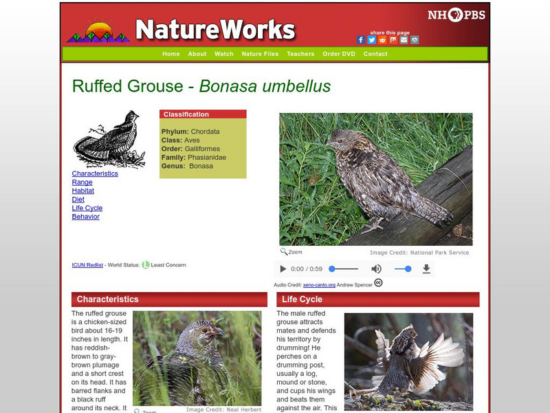 Nh Pbs: Nature Works: Ruffed Grouse Handout Nh Pbs: Nature Works: Ruffed Grouse Handout