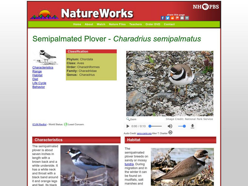 Nh Pbs: Nature Works: Semipalmated Plover Handout Nh Pbs: Nature Works: Semipalmated Plover Handout