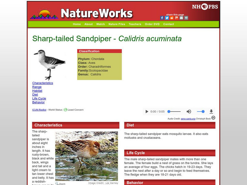 Nh Pbs: Nature Works: Sharp Tailed Sandpiper Handout Nh Pbs: Nature Works: Sharp Tailed Sandpiper Handout