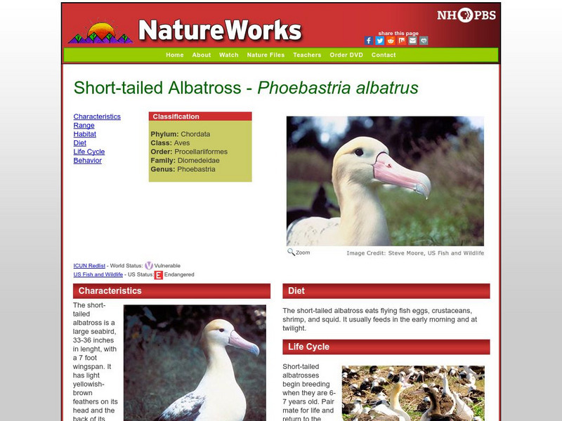 Nh Pbs: Nature Works: Short Tailed Albatross Handout Nh Pbs: Nature Works: Short Tailed Albatross Handout