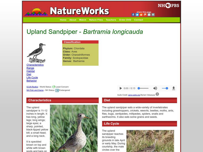 Nh Pbs: Nature Works: Upland Sandpiper Handout Nh Pbs: Nature Works: Upland Sandpiper Handout