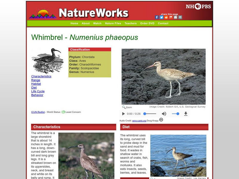 Nh Pbs: Nature Works: Whimbrel Handout