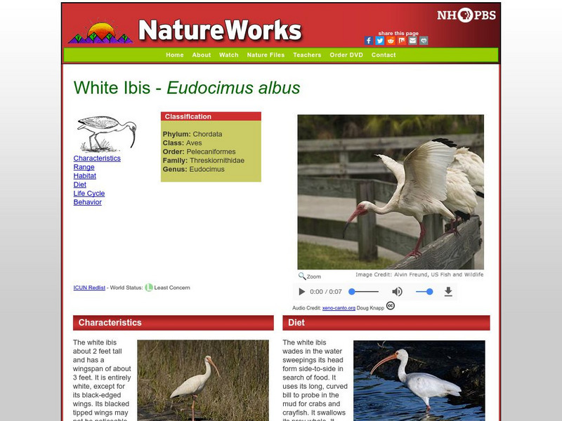 Nh Pbs: Nature Works: White Ibis Handout Nh Pbs: Nature Works: White Ibis Handout