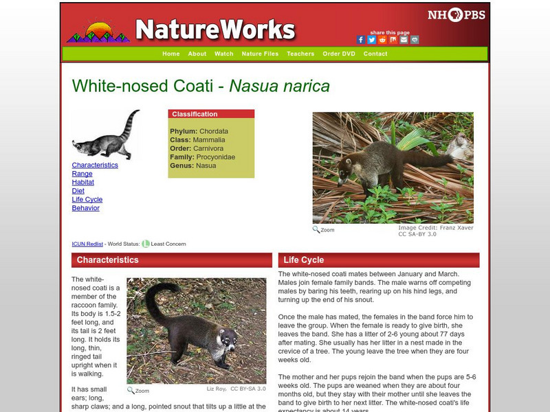 Nh Pbs: Nature Works: White Nosed Coati Handout Nh Pbs: Nature Works: White Nosed Coati Handout