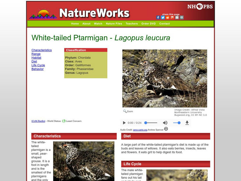 Nh Pbs: Nature Works: White Tailed Ptarmigan Handout
