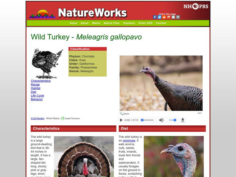 Nh Pbs: Nature Works: Wild Turkey Handout Nh Pbs: Nature Works: Wild Turkey Handout