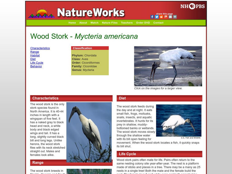 Nh Pbs: Nature Works: Wood Stork Handout Nh Pbs: Nature Works: Wood Stork Handout