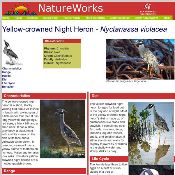 Nh Pbs: Nature Works: Yellow Crowned Night Heron Handout Nh Pbs: Nature Works: Yellow Crowned Night Heron Handout