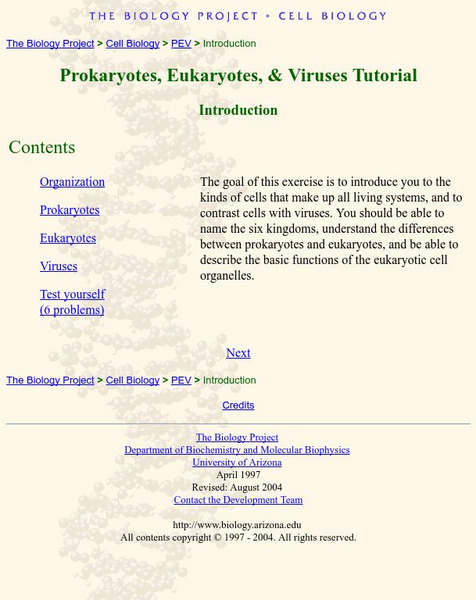 Prokaryotes, Eukaryotes, & Viruses Activity Prokaryotes, Eukaryotes, & Viruses Activity