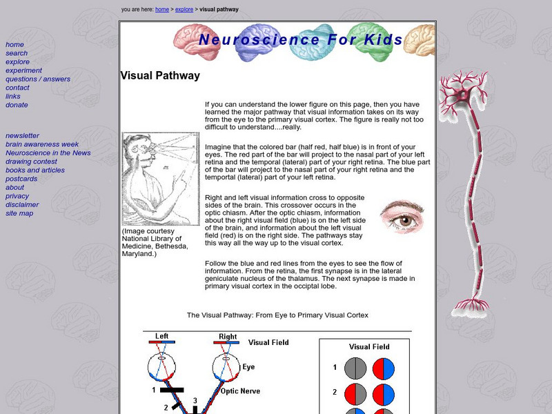 University of Washington: Central Visual Pathways Handout University of Washington: Central Visual Pathways Handout