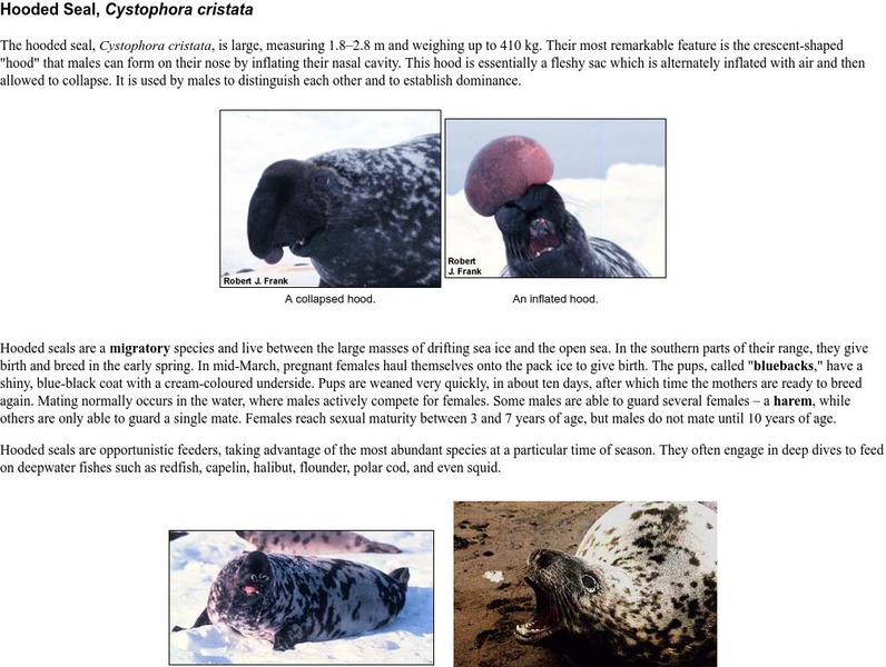 Hooded Seal: Cystophora Cristata Handout Hooded Seal: Cystophora Cristata Handout