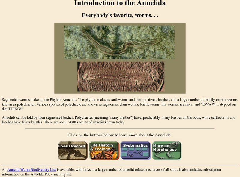 Ucmp: Introduction to the Annelida Handout Ucmp: Introduction to the Annelida Handout