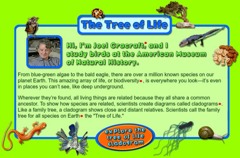 American Museum of Natural History: O Logy: The Tree of Life Website American Museum of Natural History: O Logy: The Tree of Life Website