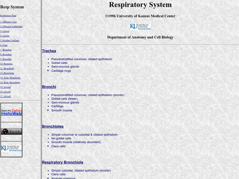 University of Kansas Medical Center: Respiratory System Handout University of Kansas Medical Center: Respiratory System Handout