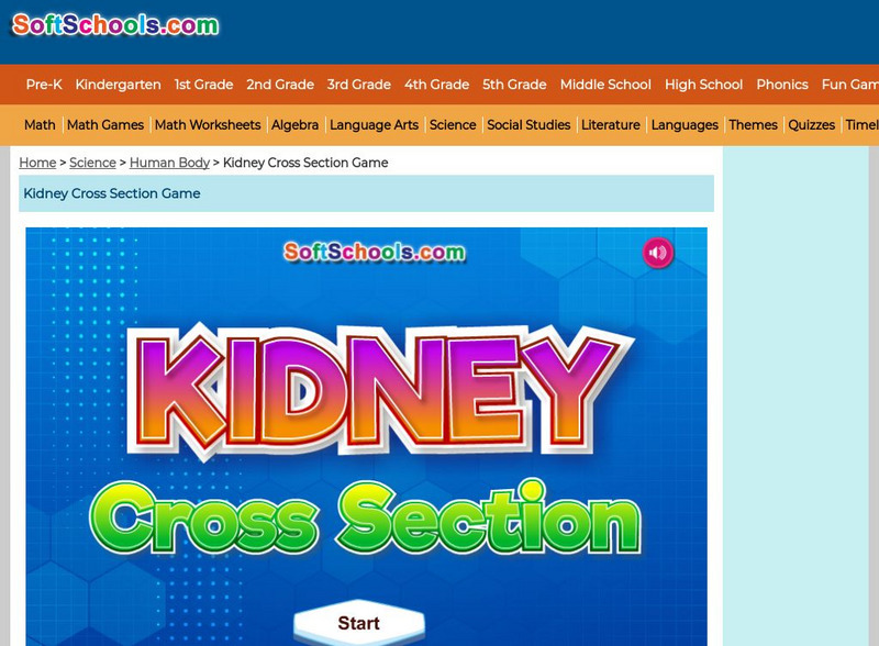 Soft Schools: Kidney Cross Section Game Interactive Soft Schools: Kidney Cross Section Game Interactive