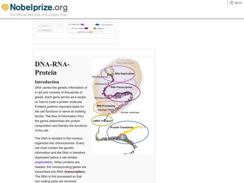 The Nobel Prize: Dna Rna Protein Interactive The Nobel Prize: Dna Rna Protein Interactive