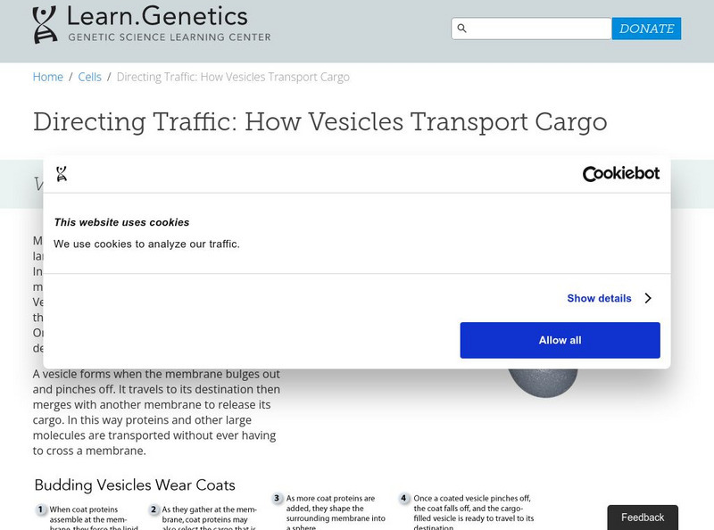 University of Utah: Genetic Science Learning Center: How Vesicles Transport Cargo Graphic University of Utah: Genetic Science Learning Center: How Vesicles Transport Cargo Graphic
