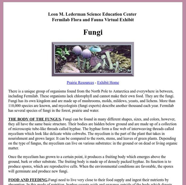 Fermilab Flora and Fauna: Fungi Handout Fermilab Flora and Fauna: Fungi Handout