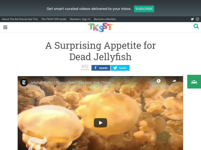 Tksst: Science Take: A Surprising Appetite for Dead Jellyfish Instructional Video