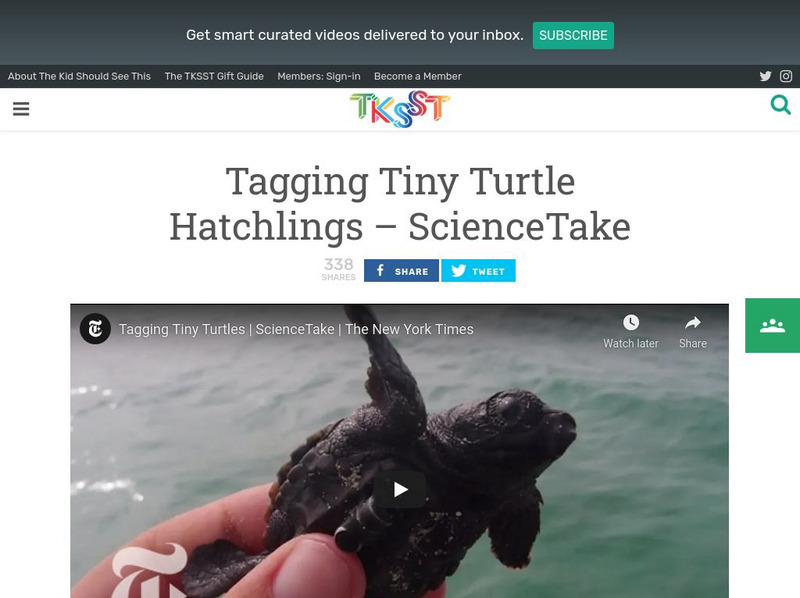 Tksst: Science Take: Tagging Tiny Turtle Hatchlings Instructional Video