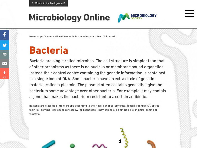 Society for General Microbiology: Bacteria Activity Society for General Microbiology: Bacteria Activity