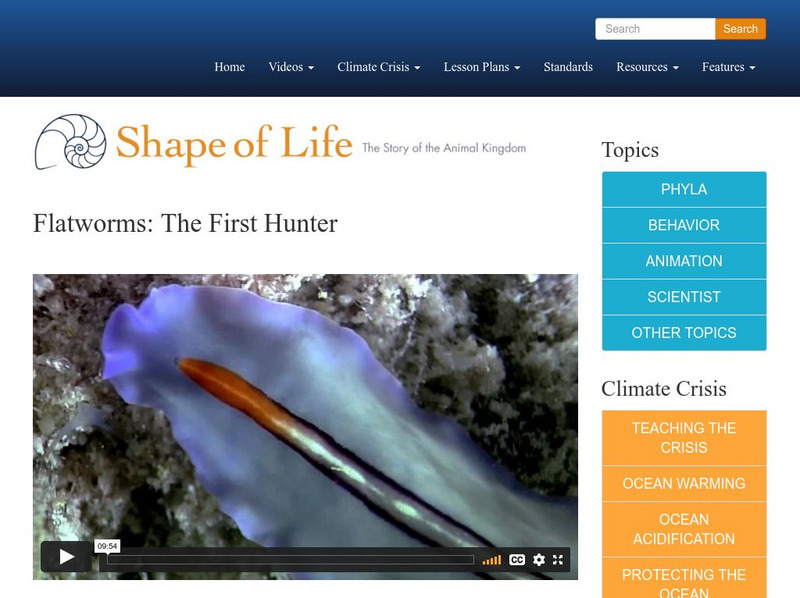 Shape of Life: Flatworms: The First Hunter Instructional Video Shape of Life: Flatworms: The First Hunter Instructional Video
