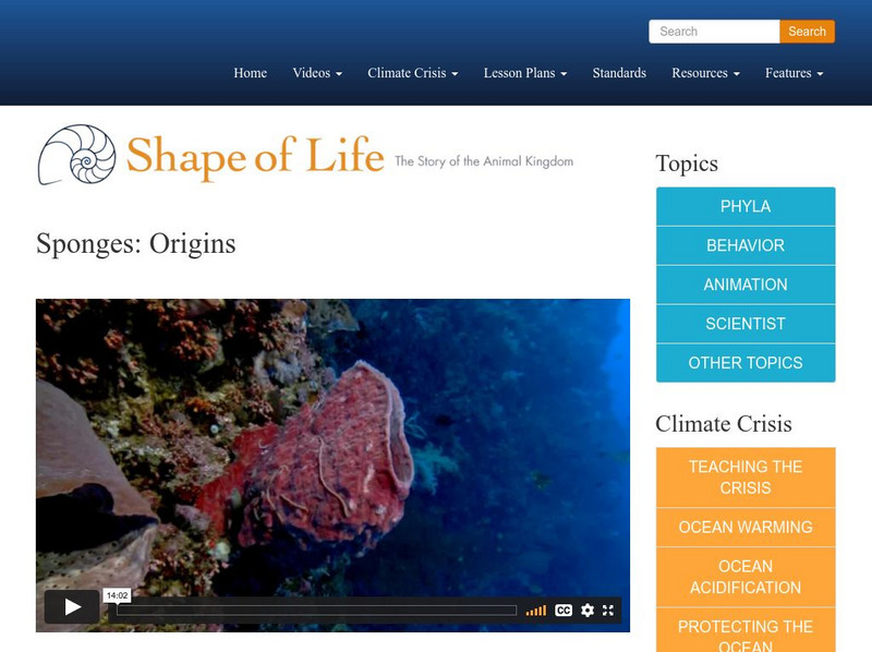 Shape of Life: Sponges: Origins Instructional Video Shape of Life: Sponges: Origins Instructional Video