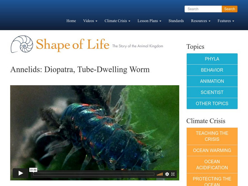 Shape of Life: Annelids: Diopatra: Tube Dwelling Worm Instructional Video Shape of Life: Annelids: Diopatra: Tube Dwelling Worm Instructional Video